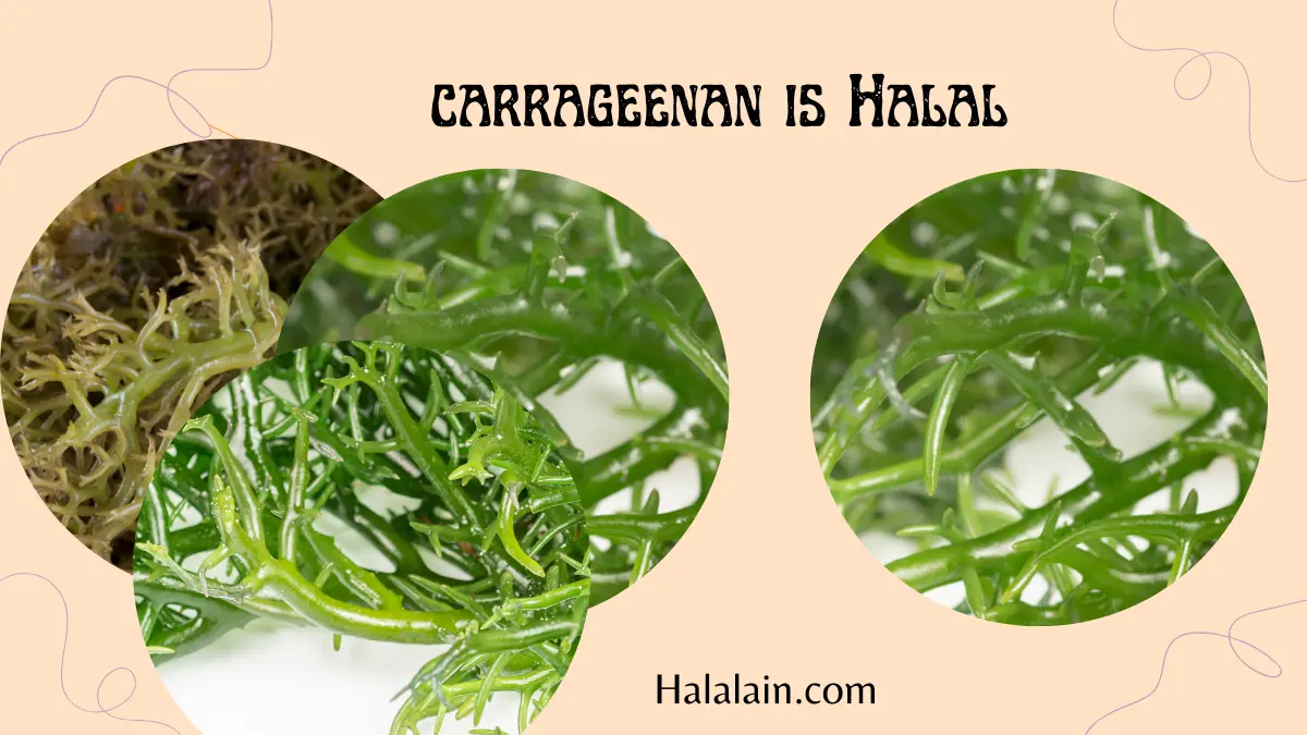 carrageenan Halal