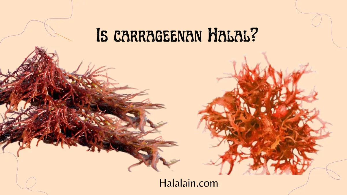 carrageenan Halal