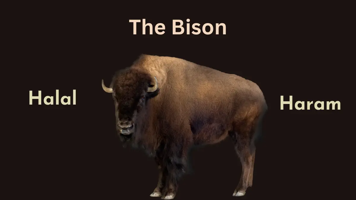 Is Bison Halal